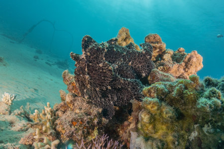 Frogfish swim in the Red Sea, colorful fishの写真素材