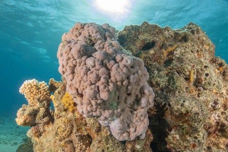 Coral reef and water plants in the Red Sea, Eilat Israelの写真素材