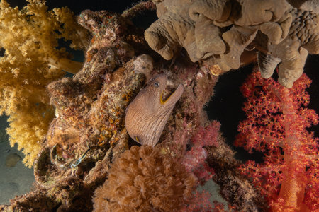 Moray eel Mooray lycodontis undulatus in the Red Sea, Eilat Israel