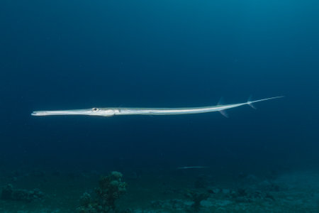 Squid in the Red Sea Colorful and beautiful, Eilat Israelの写真素材