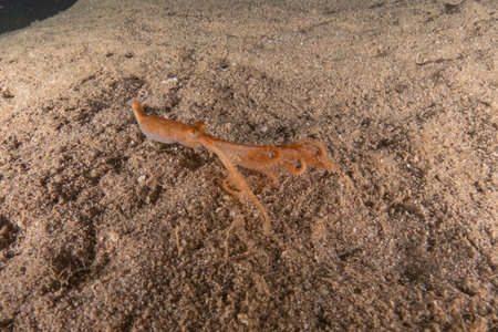Octopus king of camouflageの写真素材