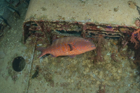 Fish swimming in the Red Sea, colorful fish, Eilat Israel