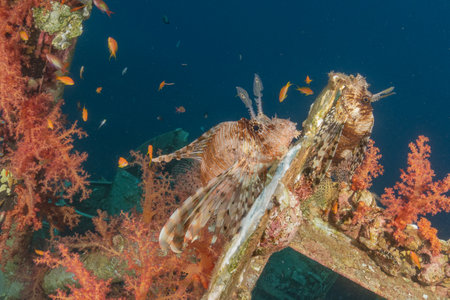 Lionfish (Pterois miles) in the Red Sea colorful fish, Eilat Israelの写真素材