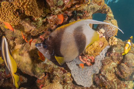 Tropical fish on a coral reef in the Red Sea.の写真素材
