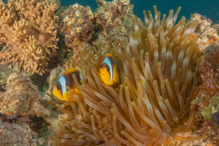 Clown-fish anemonefish in the Red Sea Colorful and beautiful, Eilat Israelの写真素材