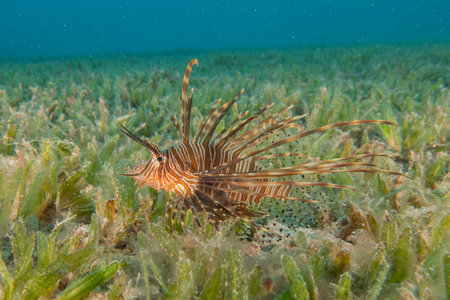 Lionfish in the Red Sea colorful fish, Eilat Israelの写真素材