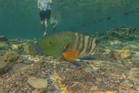 Fish swimming in the Red Sea, colorful fish