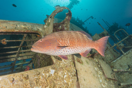 Fish swimming in the Red Sea, colorful fishの写真素材