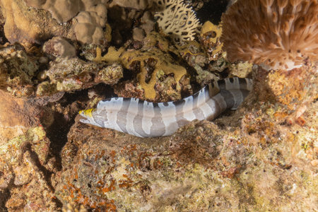 Moray eel Mooray lycodontis undulatus in the Red Sea, Eilat Israel