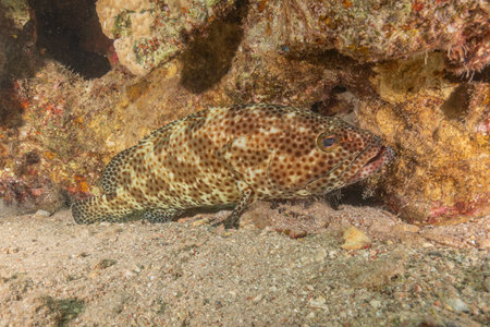 Fish in the Red Sea, colorful fishの写真素材