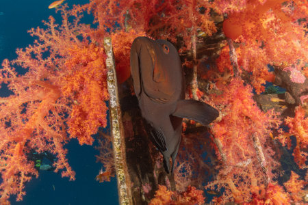 Fish swim in the Red Sea, colorful fish, Eilat Israelの写真素材
