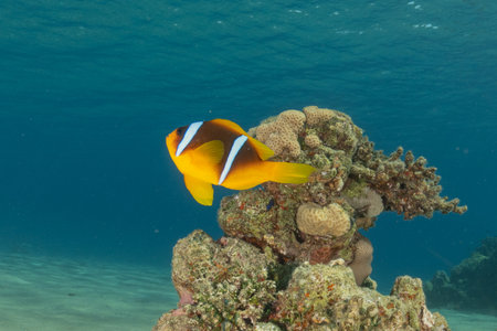 Clown-fish anemonefish in the Red Sea Colorful and beautiful, Eilat Israelの写真素材