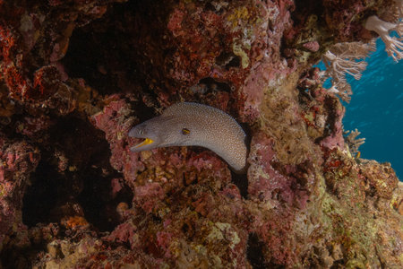 Moray eel on a tropical coral reef in the Red Seaの写真素材