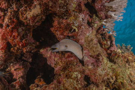 Moray eel on a tropical coral reef in the Red Seaの写真素材