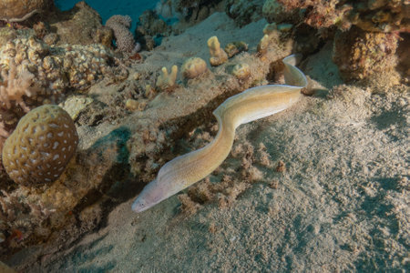 Moray eel in the Red Seaの写真素材