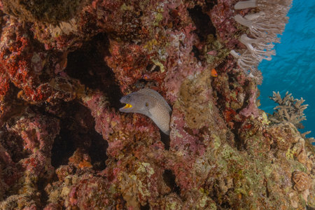 Moray eel on a tropical coral reef in the Red Seaの写真素材