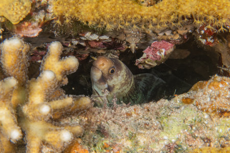 Moray eel Mooray lycodontis undulatus in the Red Sea, Eilat Israel