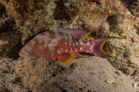 Fish swimming in the Red Sea, colorful fish, Eilat Israel