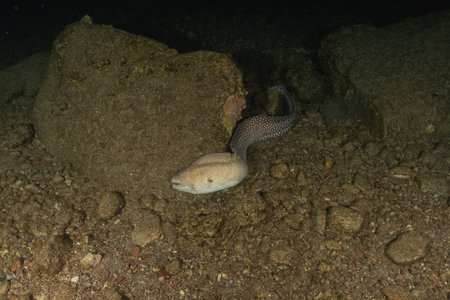 Moray eel Mooray lycodontis undulatus