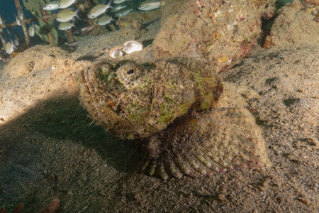 Scorpionfish in the Red Sea, Eilat Israelの写真素材