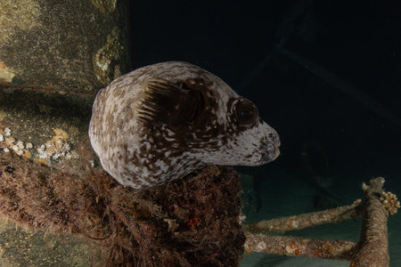 Boxfish on a wreck in the Red Sea, Eilat Israel