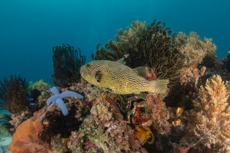 Boxfish on a tropical coral reef in the Sea of the Philippinesの写真素材