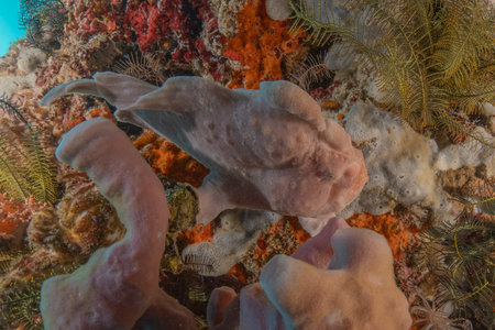 Coral reef and water plants in the Sea of the Philippines