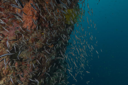 School of Fish swim in the Sea of the Philippines