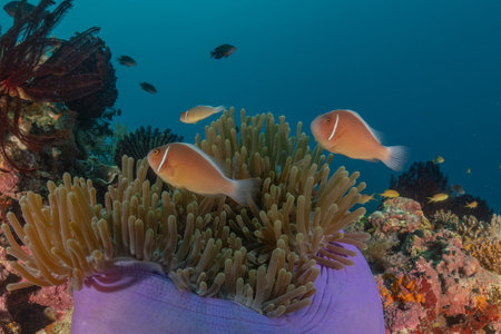 Clown-fish anemonefish in the Sea of the Philippinesの写真素材