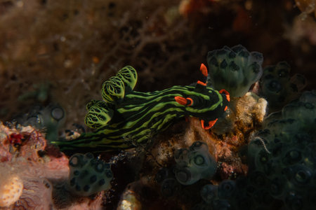 Sea slug nudibranch in the Sea of the Philippinesの写真素材