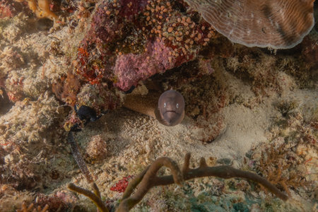 Moray eel Mooray lycodontis undulatus in the Sea of the Philippines