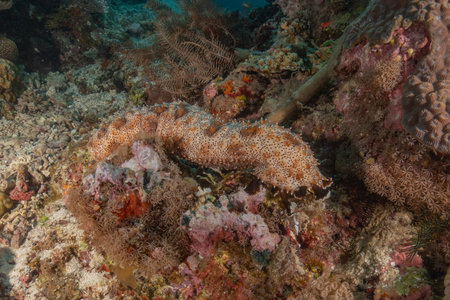 Fish swim in the Sea of the Philippinesの写真素材