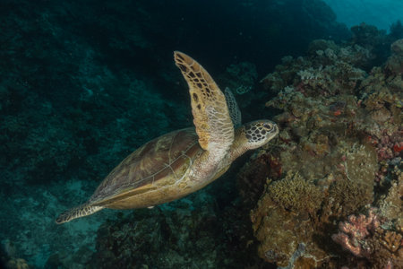 Sea turtle swimming in tropical watersの写真素材