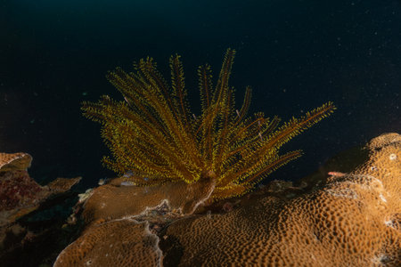 Coral reef and water plants in the Sea of the Philippinesの写真素材