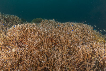 Coral reef and water plants in the Sea of the Philippinesの写真素材