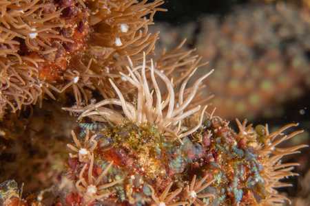 Coral reef and water plants in the Sea of the Philippinesの写真素材