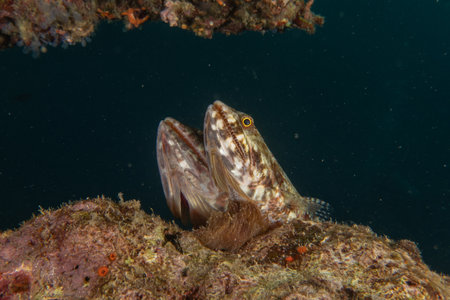 Fish swim in the Sea of the Philippines
