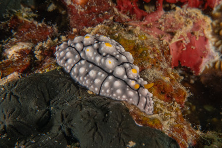 Sea slug in the Sea of the Philippinesの写真素材