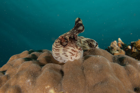 Nudibranch Sea slug in the Sea of the Philippinesの写真素材