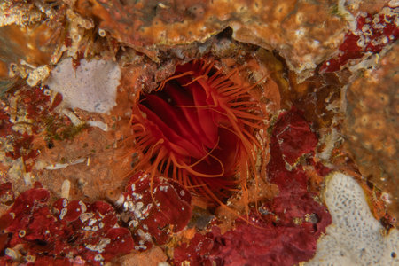 Coral reef and water plants in the Sea of the Philippinesの写真素材