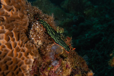 Sea Slug on the coral reef in the Sea of the Philippinesの写真素材