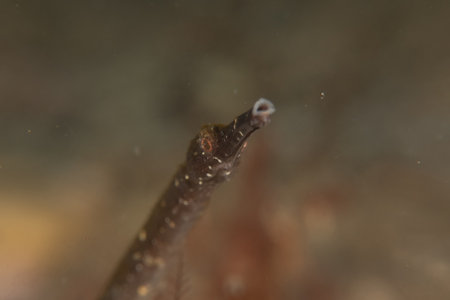 Corythoichthys Ocellatus Ocellated pipefish in the Sea of the Philippinesの写真素材