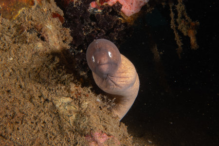 Moray eel Mooray lycodontis undulatus in the Sea of the Philippinesの写真素材