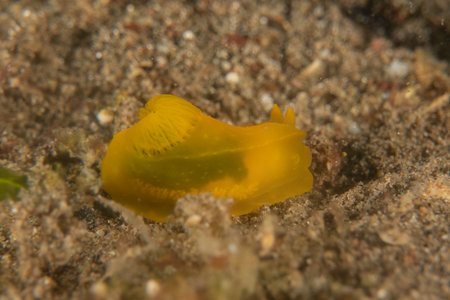 Yellow sea slug (Nudibranch)  in the Sea of the Philippinesの写真素材