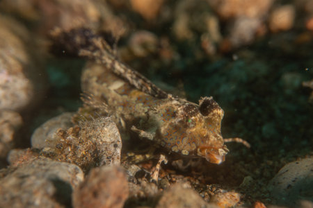 Fish swim in the Sea of the Philippinesの写真素材