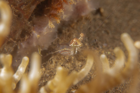 long-legged spider crab in the Sea of the Philippinesの写真素材