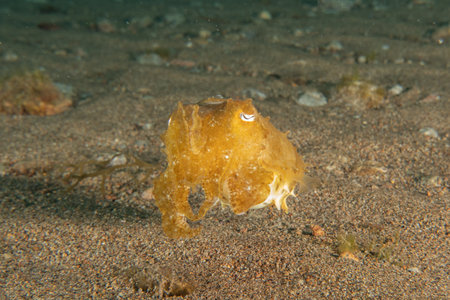 Common Cuttlefish in the Sea of the Philippinesの写真素材