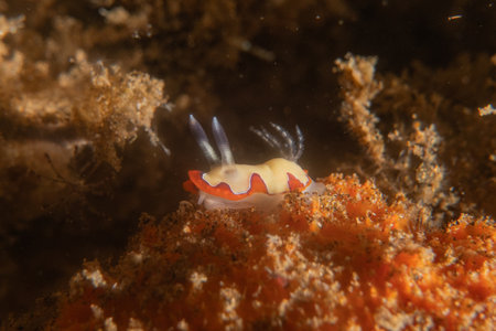 Sea slug(Nudibranch)  in the Sea of the Philippinesの写真素材