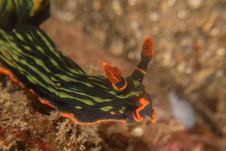 Sea slug(Nudibranch)  in the Sea of the Philippinesの写真素材