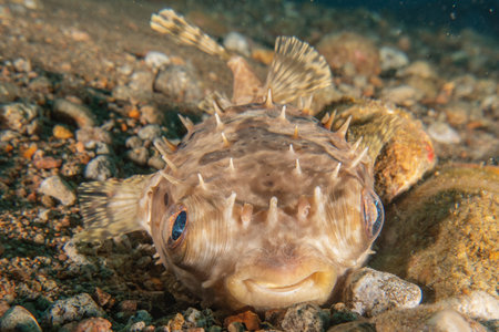 Pufferfish in the Sea of the Philippinesの写真素材